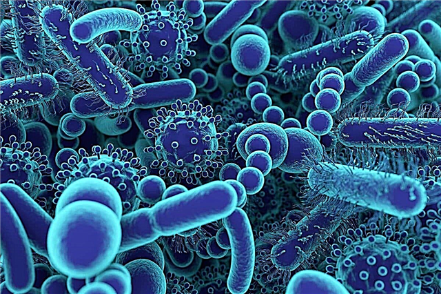 Os 10 principais fatos interessantes sobre bactérias