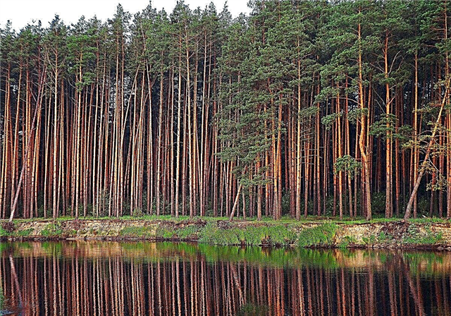 10 pohon tertinggi di Rusia