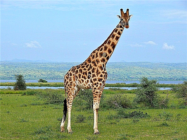 Os 10 animais mais altos do mundo