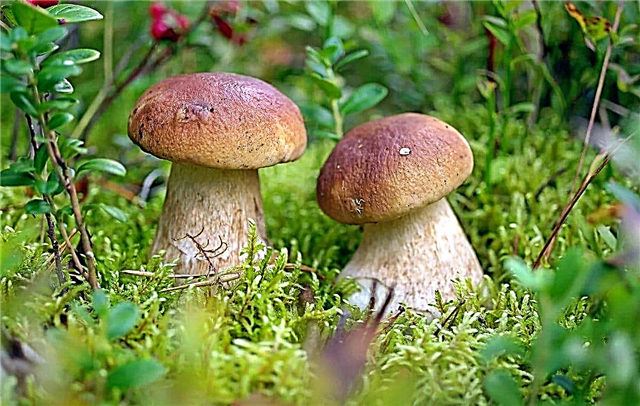 10 fatos mais interessantes sobre cogumelos