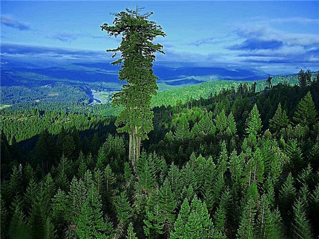 Top 10 des arbres les plus hauts du monde