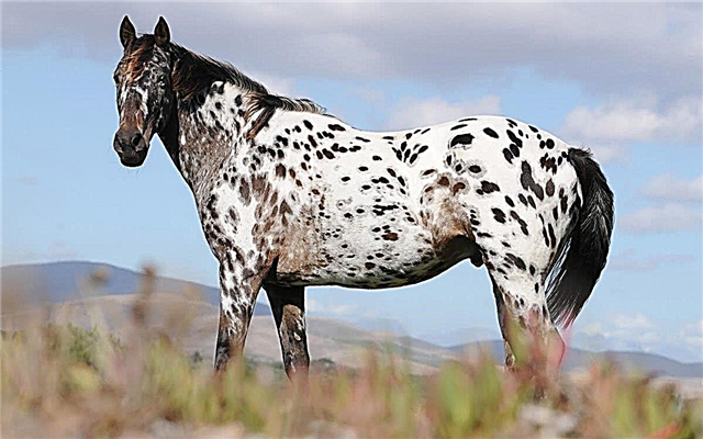 10 najdroższych ras koni na świecie