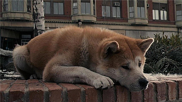 10 films about faithful dogs, similar to "Hachiko"