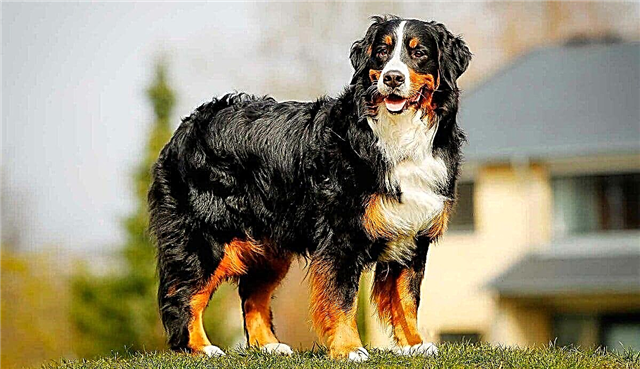 Top 10 des plus belles races de chiens au monde