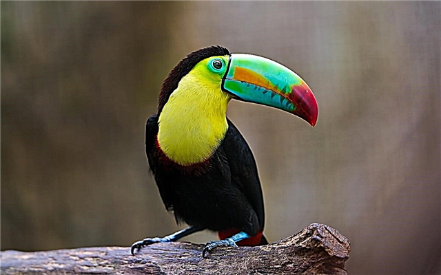 Top 10 najpiękniejszych ptaków na świecie