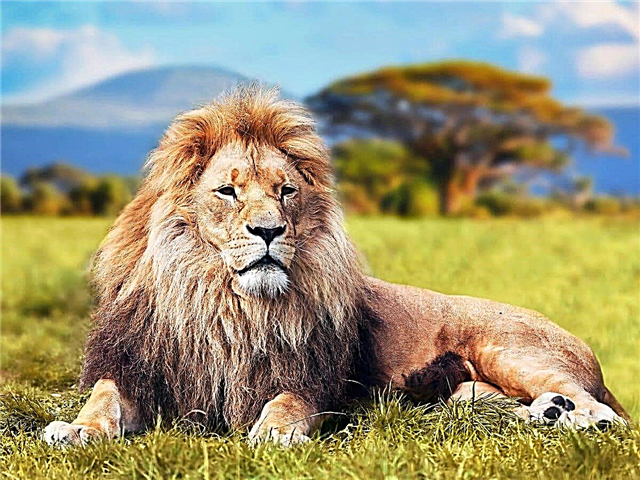 Top 10 most beautiful animals in the world