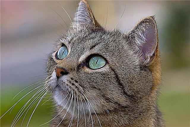 Top 10 des plus beaux noms de chattes de races différentes