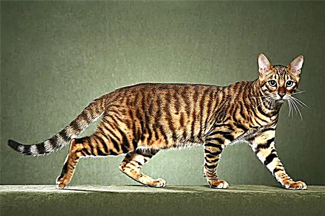 Top 10 des plus belles races de chats au monde
