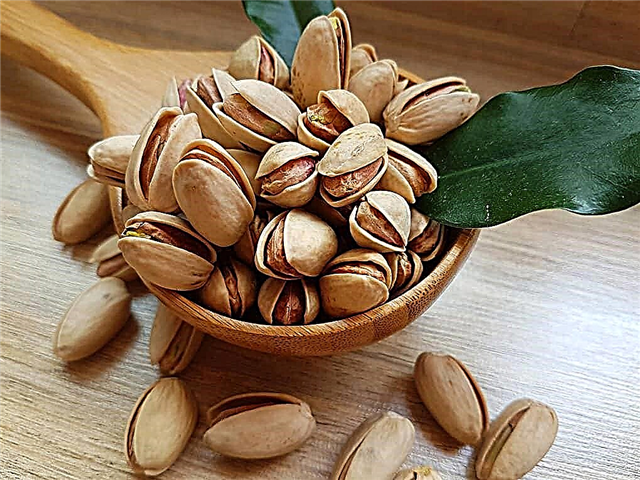 The most expensive nuts in the world and their benefits to the human body