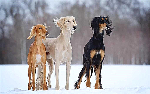 As 10 raças de cães mais caras do mundo