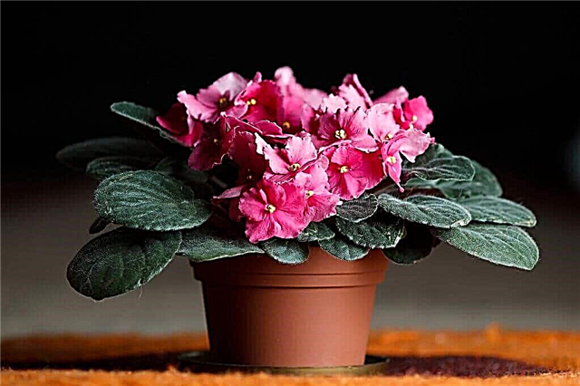 10 most popular potted home flowers