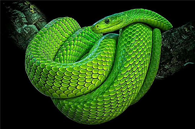 10 serpientes reales en la naturaleza que se ven fantásticas