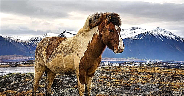 De smukkeste hesteacer i verden: top 10