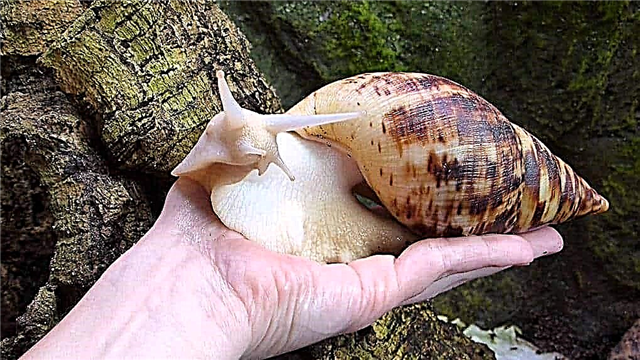 10 largest snails in the world: features of the content of Achatina at home