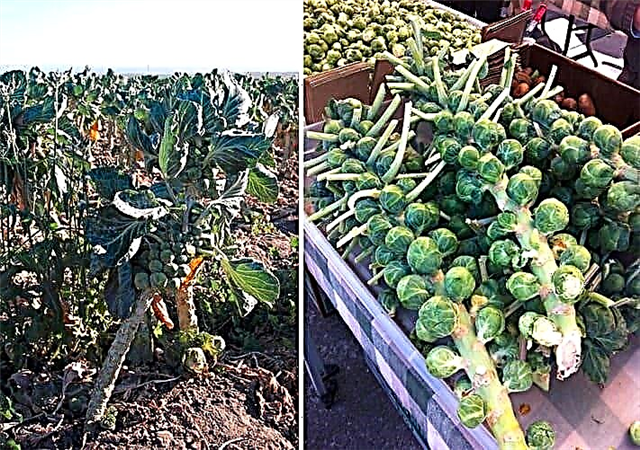 10 most unusually growing fruits and vegetables