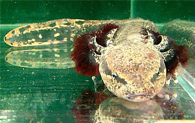 Los 10 anfibios más inusuales del mundo