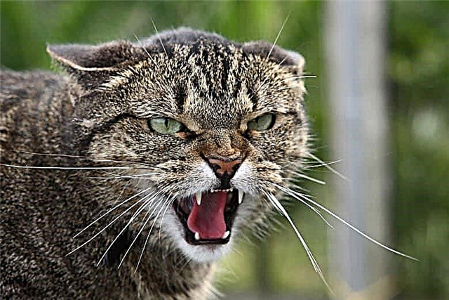 10 reasons your cat hiss
