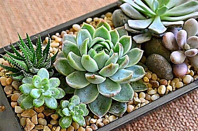 10 reasons why you urgently need succulents
