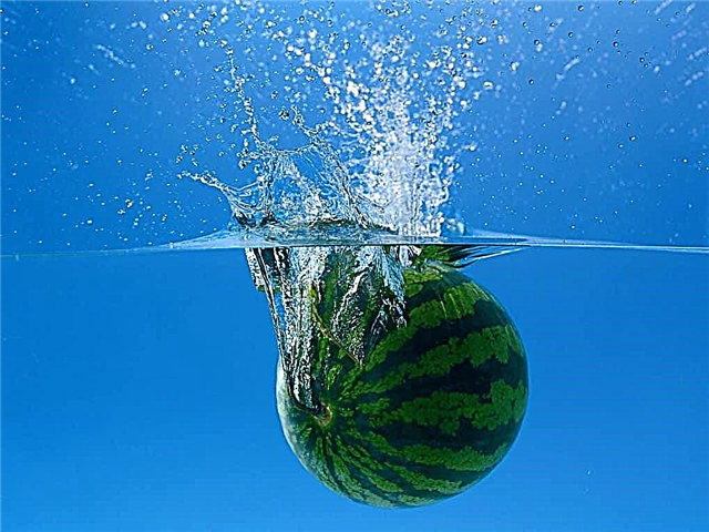 10 Möglichkeiten, eine Wassermelone für den Winter aufzubewahren