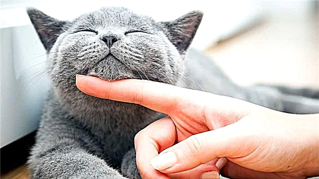 10 signs that your cat is happy