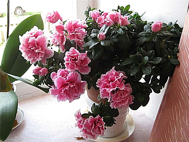 10 plantes vénéneuses qui ne peuvent pas être conservées à la maison