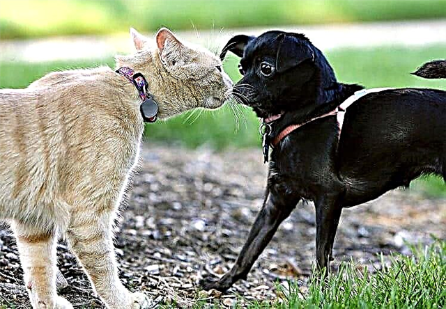 10 اختلافات بين محبي القطط والكلاب