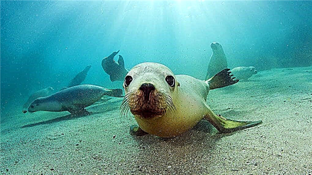 10 hewan laut paling berbahaya di dunia