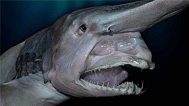 10 monsters that have been discovered in the depths of the ocean
