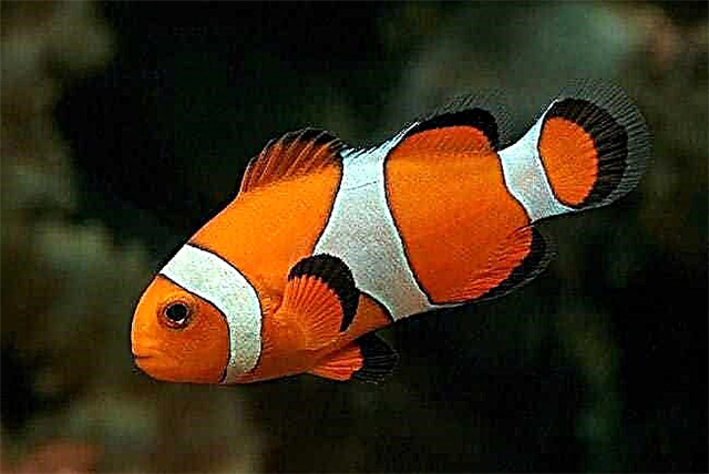 Најлепша риба на свету