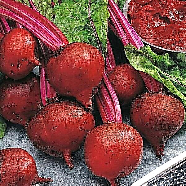 The best beet varieties