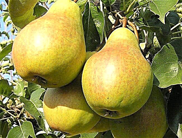 10 most delicious pear varieties