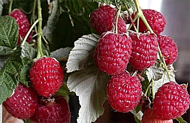 The best varieties of raspberries