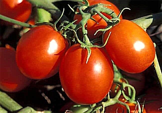 Varietas terbaik dari tomat berukuran kecil untuk rumah kaca