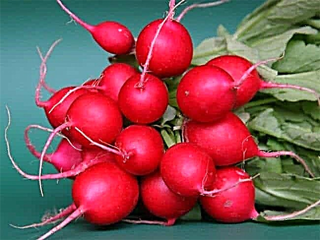 The best varieties of radishes for open ground
