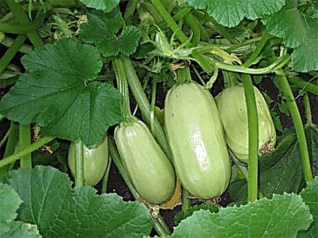 The best varieties of zucchini for open ground