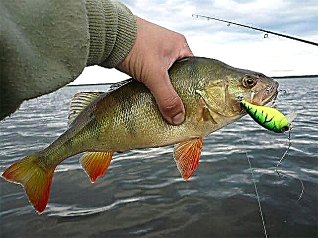 Rating of winter lures for perch
