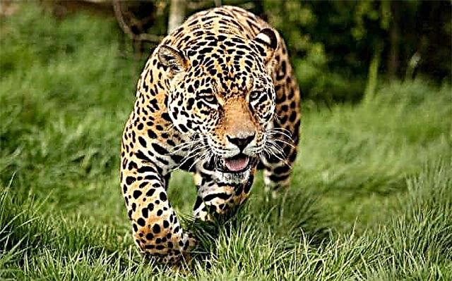 Топ 10 найшвидших кішок в світі