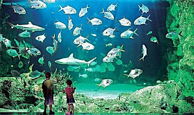 Die größten Aquarien der Welt