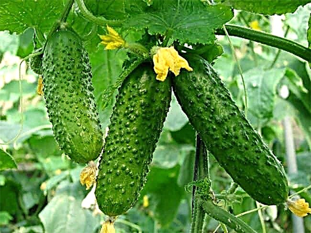 The best varieties of cucumbers for greenhouses made of polycarbonate