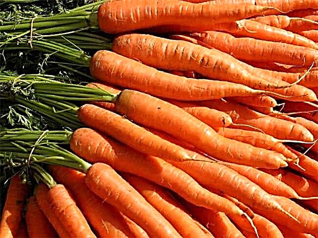 The best varieties of carrots for storage for the winter