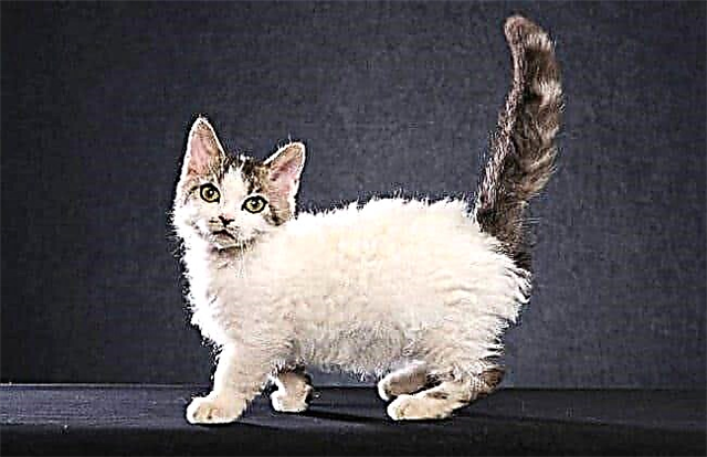 The smallest cat breeds