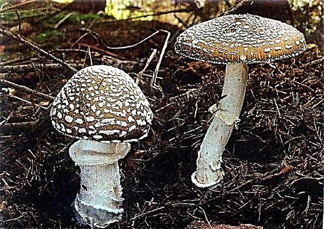 The most poisonous mushrooms in the world