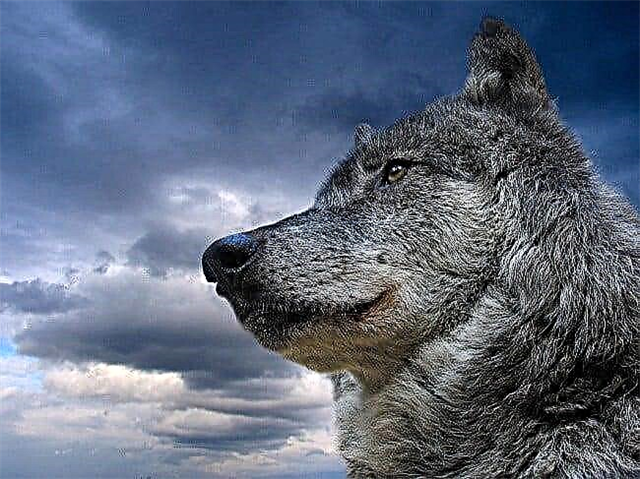 Lijst met de meest fascinerende films over wolven