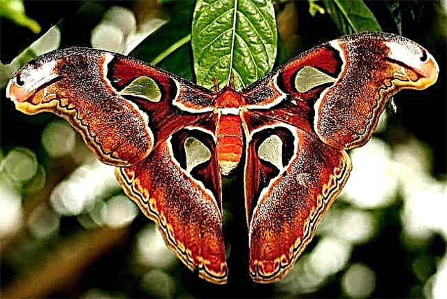 Najkrajšie motýle na svete