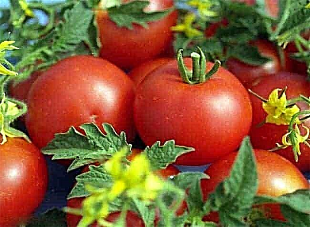 Las mejores variedades de tomates para invernaderos de policarbonato.