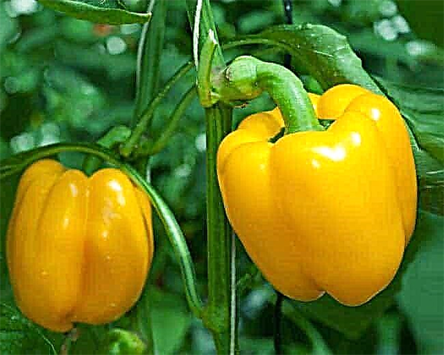 10 best peppers for greenhouses and open ground for 2019