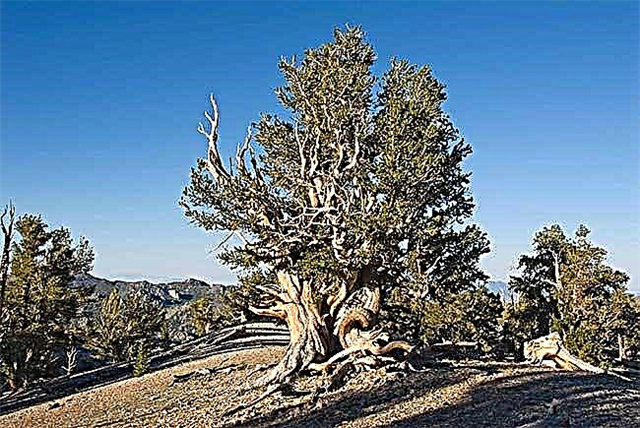 The oldest trees in the world