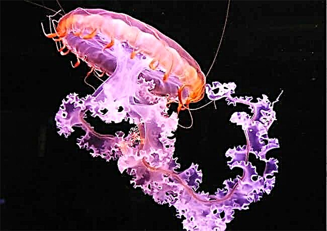 Top 10 biggest jellyfish in the world