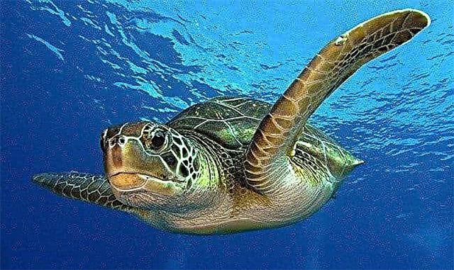 Top 10 der größten Schildkröten der Welt