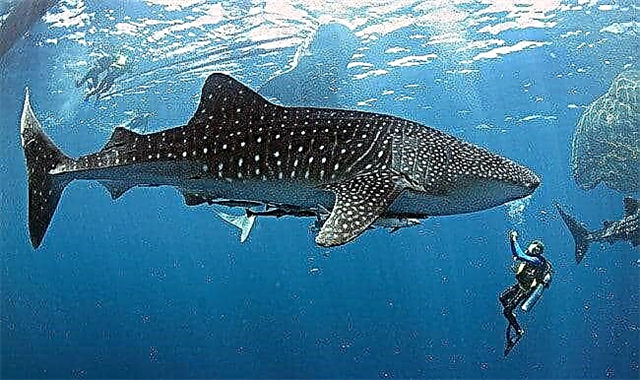 Top 10 des plus gros poissons du monde